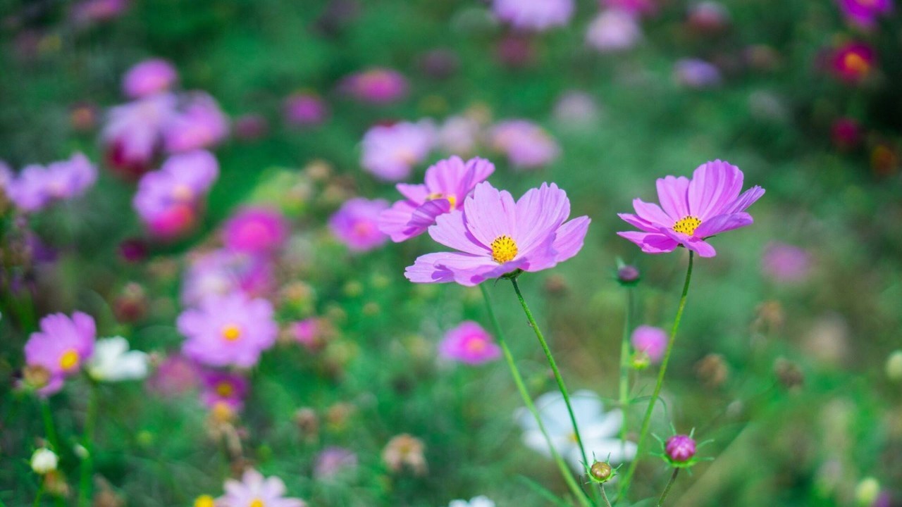 芜湖安徽日报芜湖 小编站_芜湖天气_芜湖