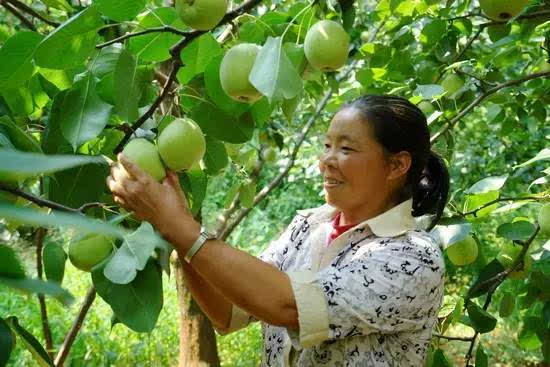 木图是什么意思_图木_木图片大全大图