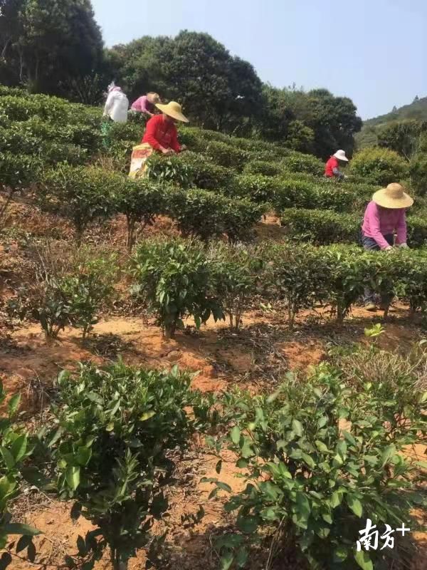 白沙_白沙参_白沙古镇