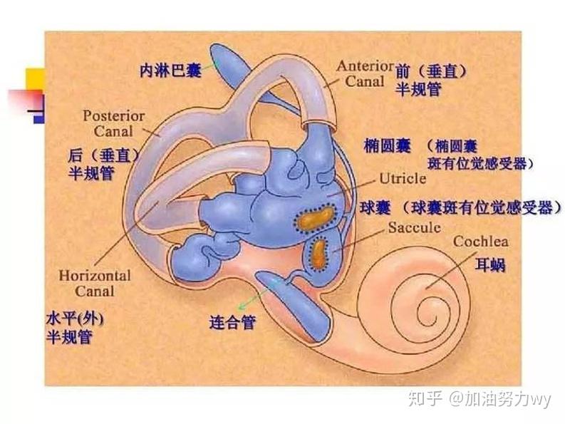 研究发现英语_研究发现：_研究发现的同义词