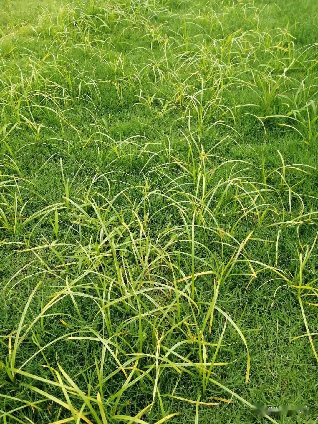 草坪草的定义、非选择性除草剂、草坪杂草等相关知识介绍